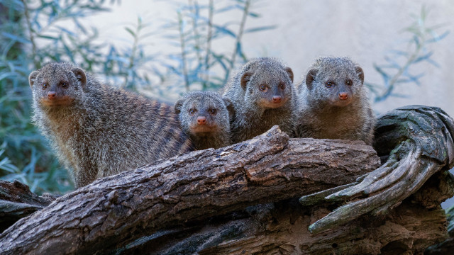 Small animals branch forest building free wallpaper for desktop - medium preview image