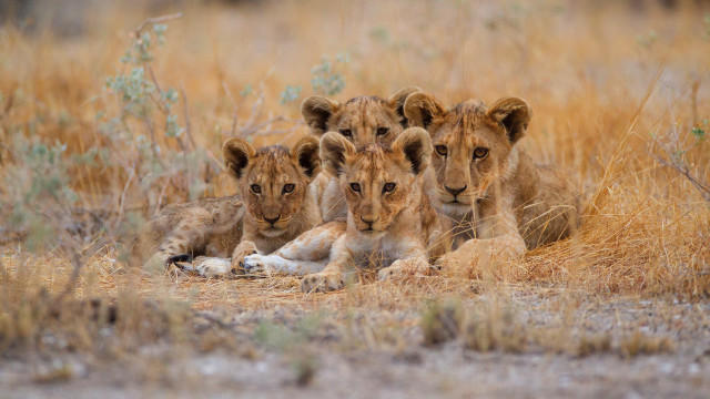 Three lions grass wildlife photography free wallpaper for desktop - medium preview image