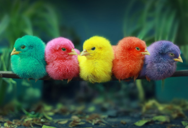 Colorful birds on branch microscopic free wallpaper for desktop - medium preview image