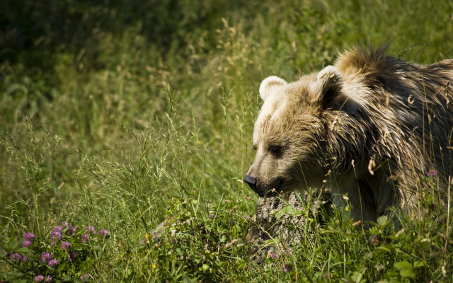 Bear walking tall grass flowers free wallpaper for desktop - medium preview image