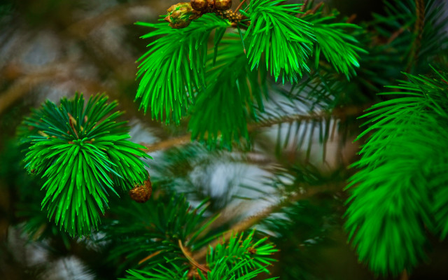 Pine cones needles closeup nature free wallpaper for desktop - medium preview image