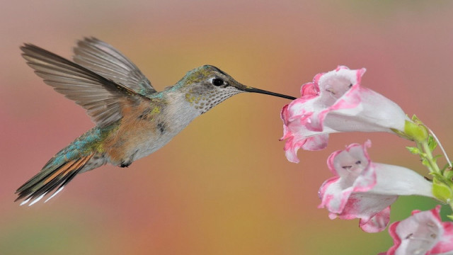 Hummingbird pinkflower openwings ecologicalart macroaward free wallpaper for desktop - medium preview image