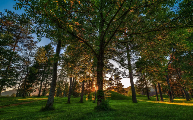 Grassy field trees hill sunset free wallpaper for desktop - medium preview image