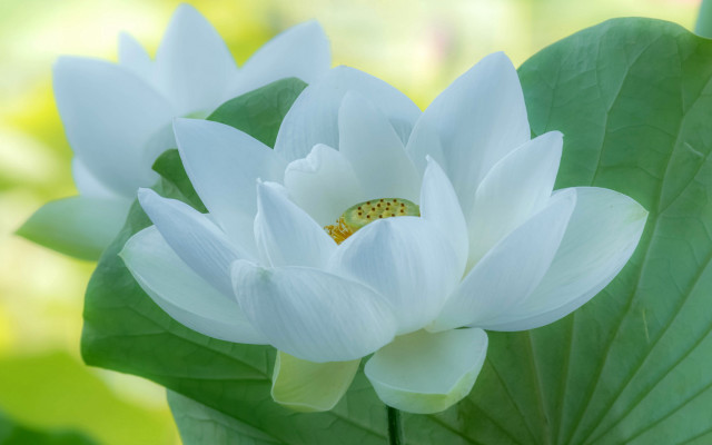 White flower yellow bug green free wallpaper for desktop - medium preview image