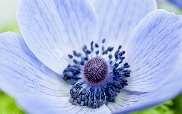 Blue flower macro earth fireworks free wallpaper for desktop - medium preview image