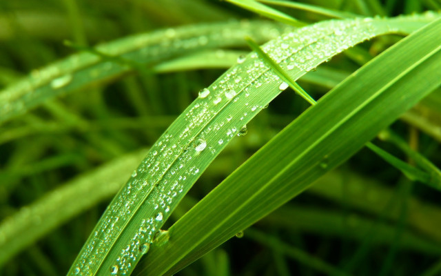 Green plant water droplets macro #13 free wallpaper for desktop - medium preview image