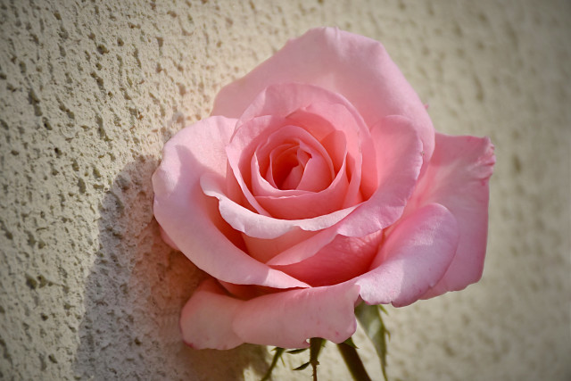 Pink rose wall shadow macro free wallpaper for desktop - medium preview image