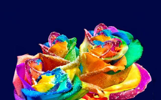 Rainbow rose water droplets blue free wallpaper for desktop - medium preview image