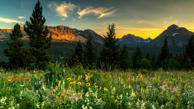 Wildflowers trees mountains sunset clouds free wallpaper for desktop - medium preview image