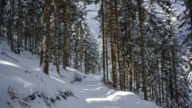 Snowy forest path nature winter free wallpaper for desktop - medium preview image