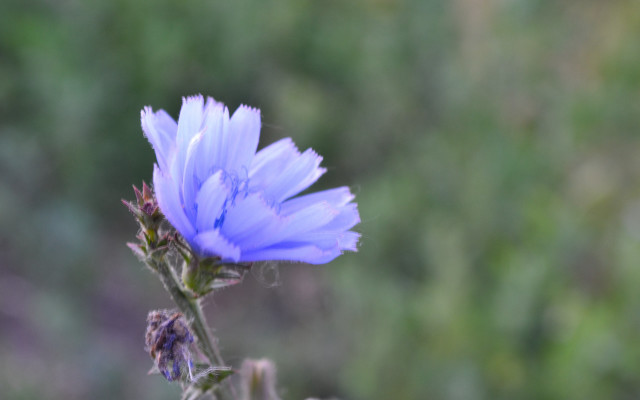 Blue flower blurry background macro #2 free wallpaper for desktop - medium preview image
