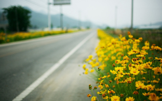 Yellow flowers road highway #101 free wallpaper for desktop - medium preview image