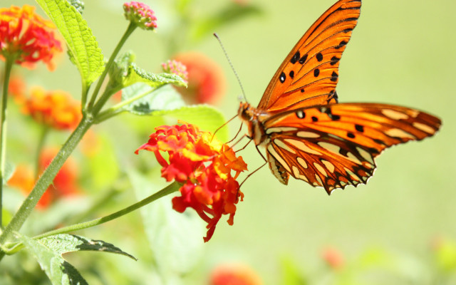 Butterfly flower field ecological macro free wallpaper for desktop - medium preview image