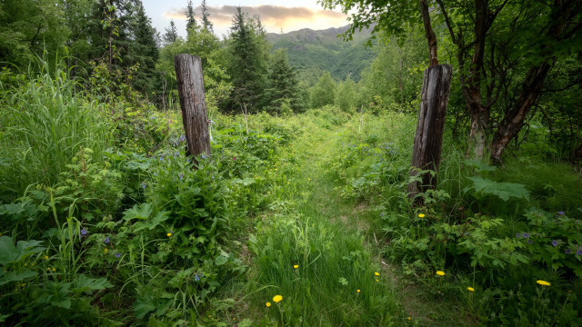 Woods trail wildflowers mountain ecological free wallpaper for desktop - medium preview image