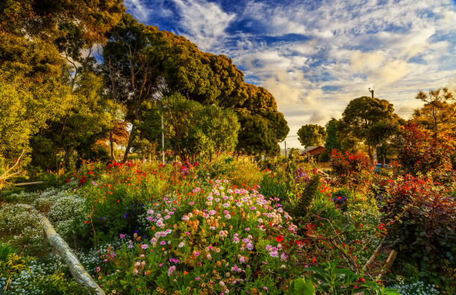 Garden flowers trees clouds summer free wallpaper for desktop - medium preview image