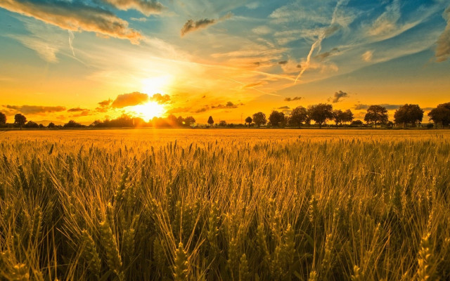 Grass sunset trees clouds autumn free wallpaper for desktop - medium preview image