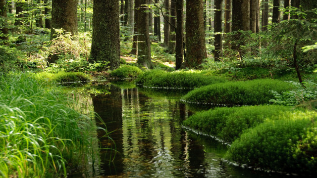 Lush forest stream nature tokyo free wallpaper for desktop - medium preview image