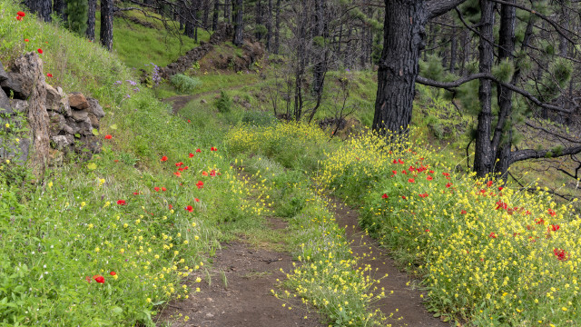 Woods trail wildflowers rockwall colorful free wallpaper for desktop - medium preview image