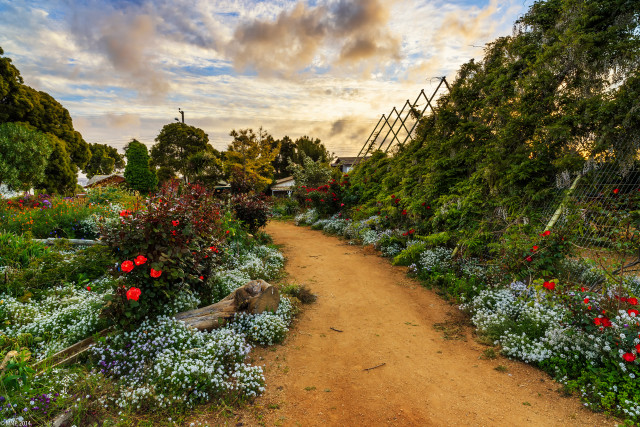 Dirt path flowers trees sky free wallpaper for desktop - medium preview image