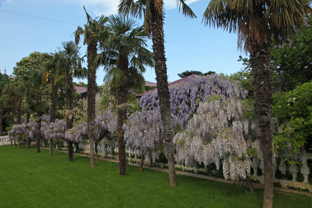 Palm trees purple flowers white free wallpaper for desktop - medium preview image