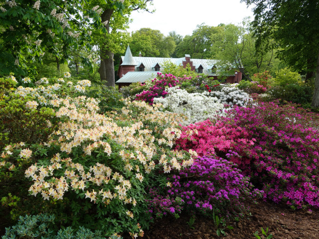 Garden flowers trees colorful nature free wallpaper for desktop - medium preview image
