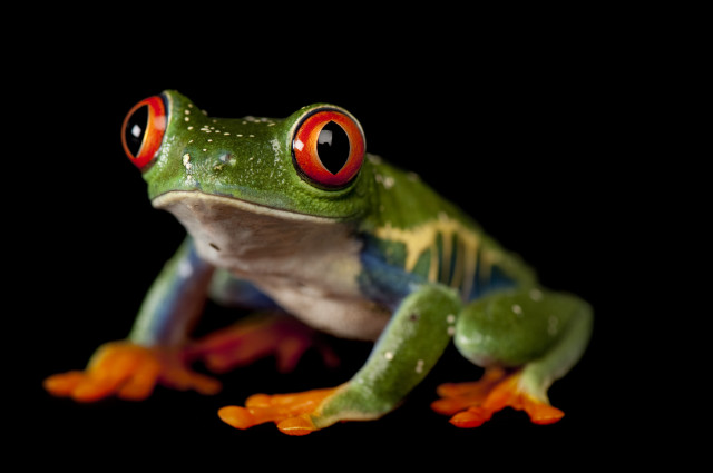 Frog red eyes black background free wallpaper for desktop - medium preview image