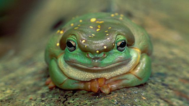 Green frog yellow spots rock free wallpaper for desktop - medium preview image