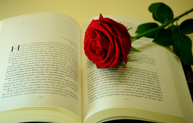 Red rose open book flower free wallpaper for desktop - medium preview image