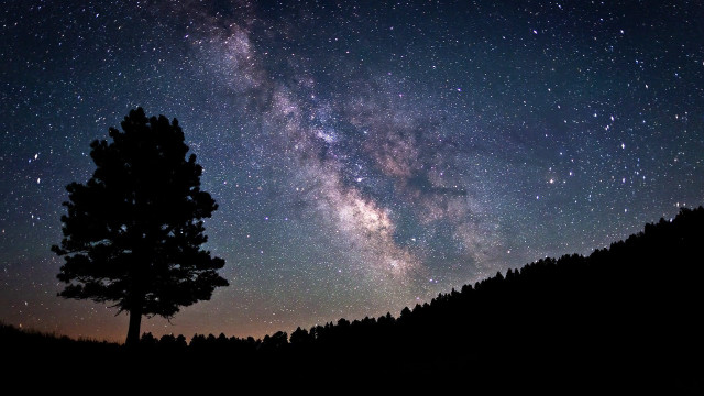 Tree night sky stars milky free wallpaper for desktop - medium preview image
