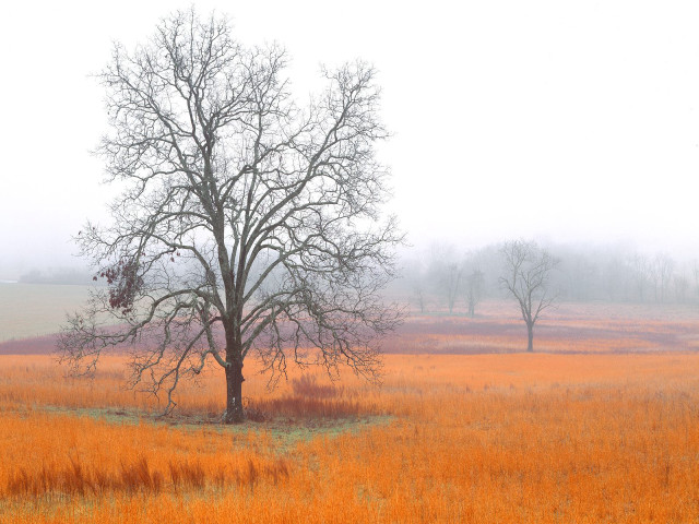 Lone tree yellow grass fog free wallpaper for desktop - medium preview image