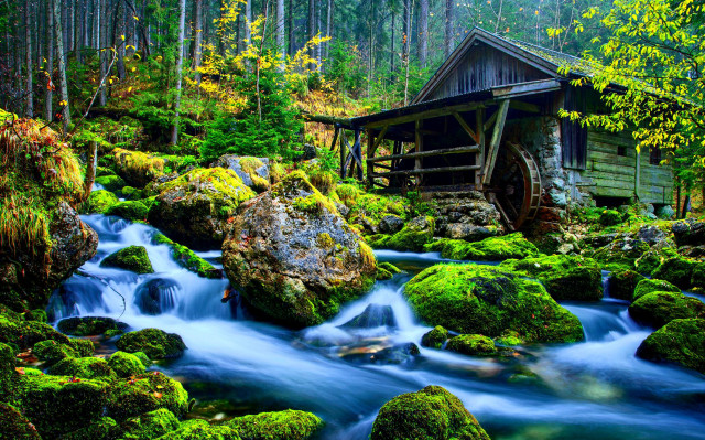 Forest stream moss rocks wooden free wallpaper for desktop - medium preview image