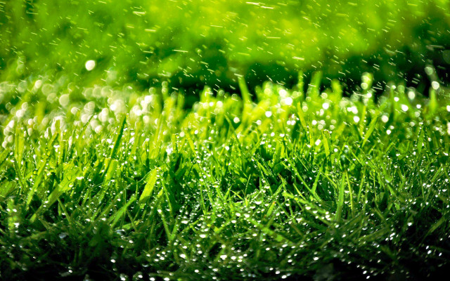 Grass water droplets closeup green #2 free wallpaper for desktop - medium preview image