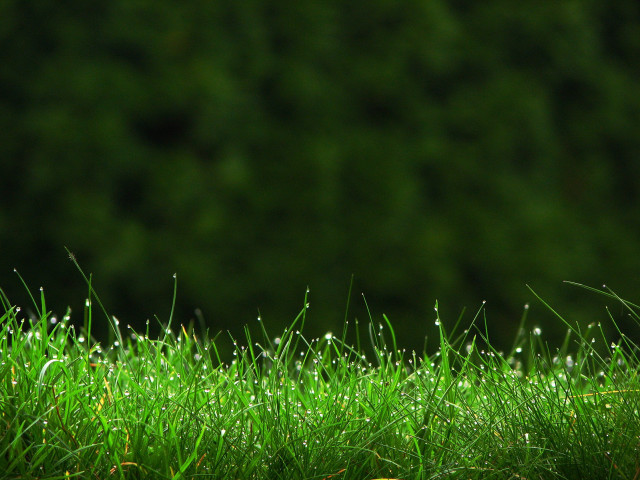Dew grass macro nature forest free wallpaper for desktop - medium preview image