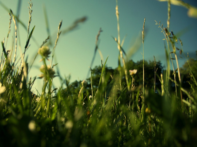 Grassy field sky flowers close free wallpaper for desktop - medium preview image