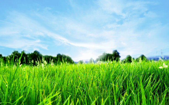 Green grass blue sky trees #2 free wallpaper for desktop - medium preview image