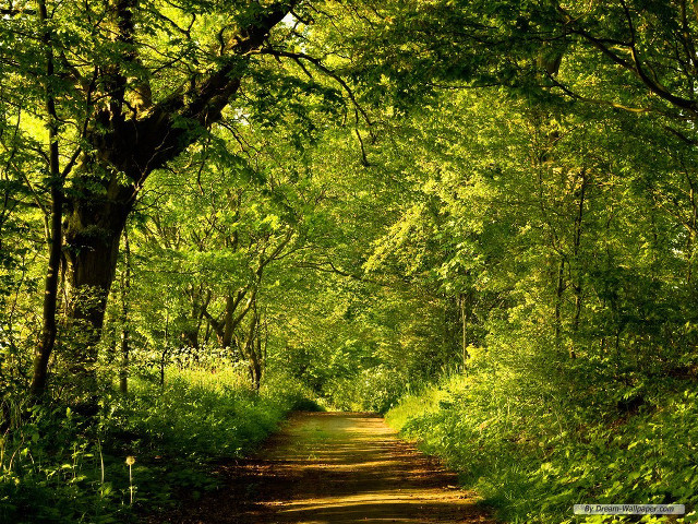 Dirt road forest nature sunlight free wallpaper for desktop - medium preview image