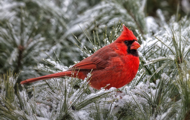 Red bird snowy branch nature free wallpaper for desktop - medium preview image