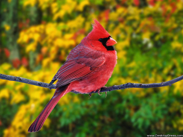 Red bird branch green yellow free wallpaper for desktop - medium preview image