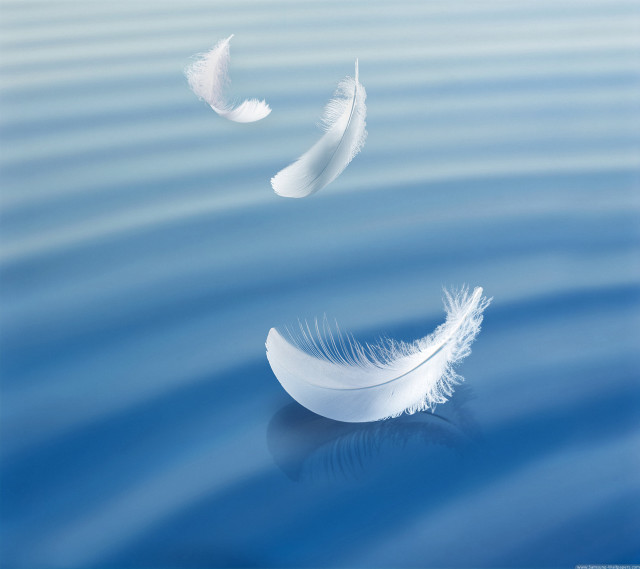 White feather floating water bird free wallpaper for tablet - medium preview image