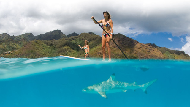 Woman bikini paddleboat shark ocean free wallpaper for desktop - medium preview image