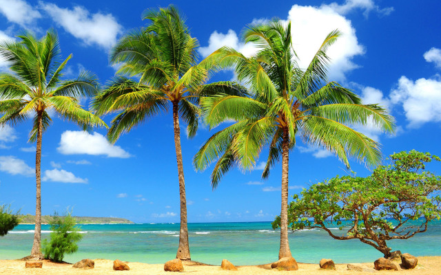 Beach palm trees blue sky #12 free wallpaper for desktop - medium preview image