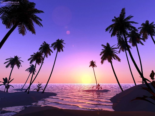 Sunset palm trees surfboard person free wallpaper for desktop - medium preview image