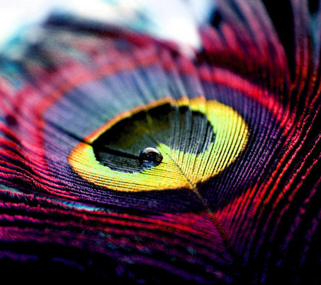 Colorful bird feathers closeup black free wallpaper for tablet - medium preview image