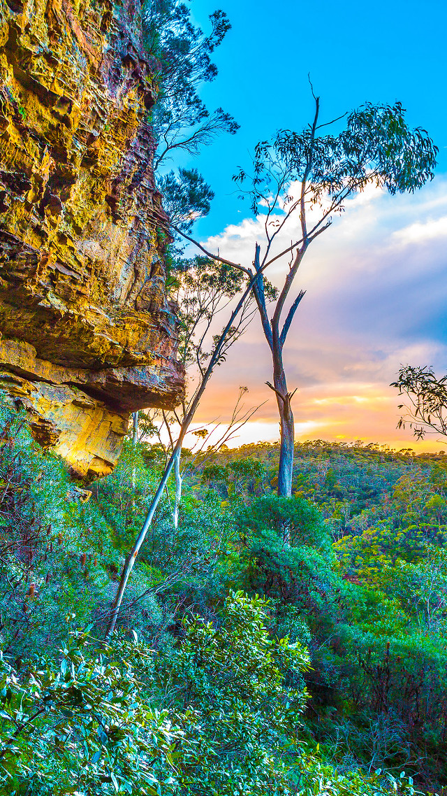 Tree forest cliff sunset colorful free wallpaper for mobile - medium preview image