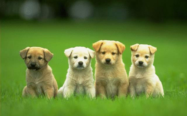Puppies group sitting grass together free wallpaper for desktop - medium preview image