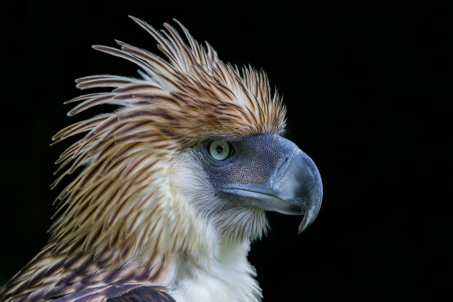Bird closeup blackbackground stripedhead eye free wallpaper for desktop - medium preview image