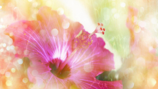 Pink flower blurry background bokeh free wallpaper for desktop - medium preview image