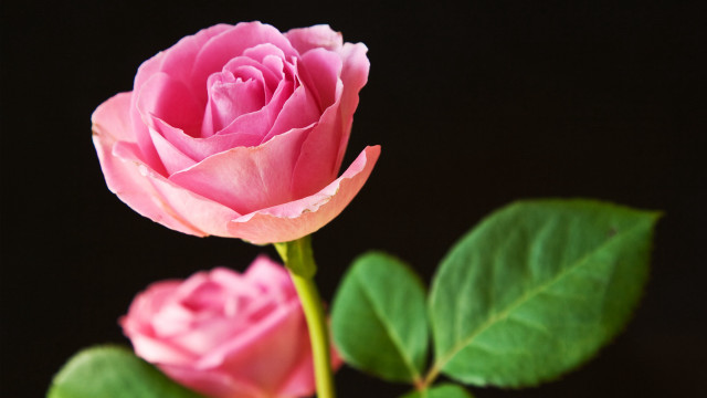 Pink rose green leaves black free wallpaper for desktop - medium preview image