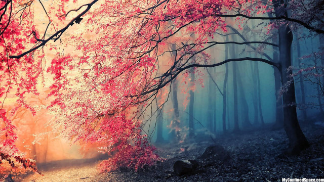 Foggy forest autumn leaves matte free wallpaper for desktop - medium preview image