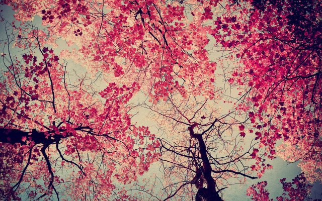 Red leaves tree sky clouds free wallpaper for desktop - medium preview image